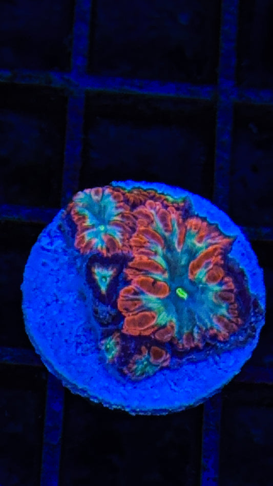Aquaman Blasto (WYSIWYG)