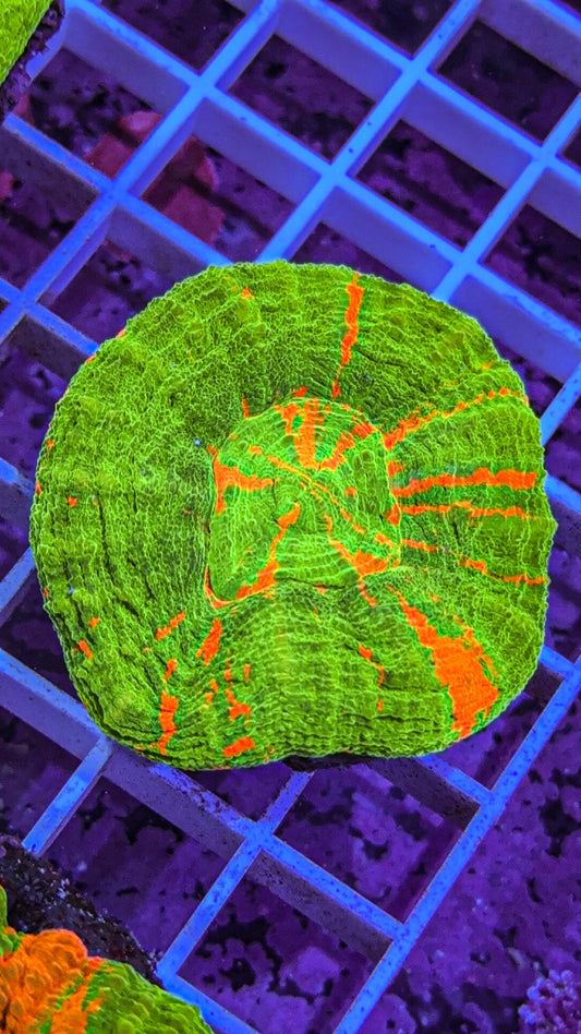 Bleeding Apple Scoly (WYSIWYG)