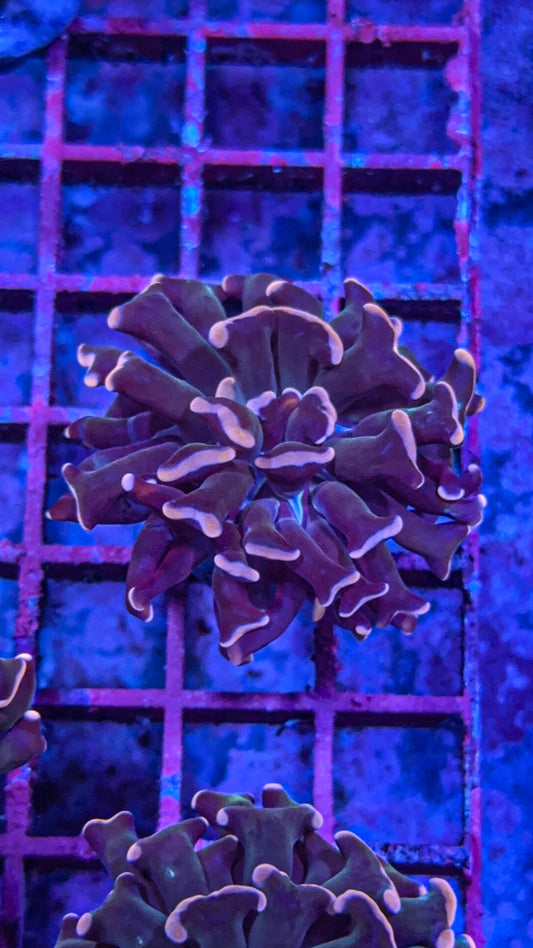 Rare Pink Aussie Hammer (WYSIWYG)