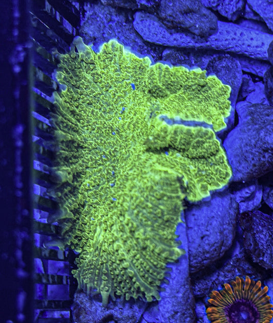 Green Mushroom (WYSIWYG)