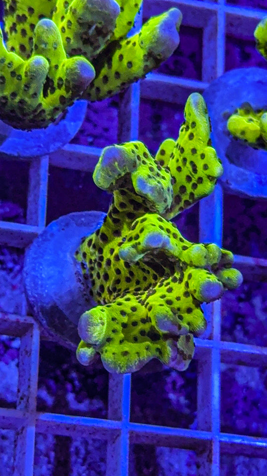 Super Bright Anacropora (WYSIWYG)