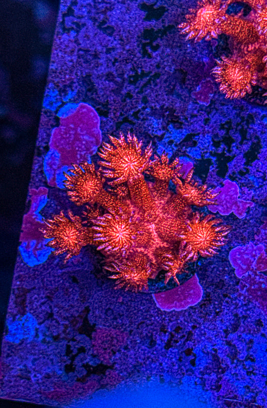 WCC Master Red Glitter Goni (WYSIWYG)