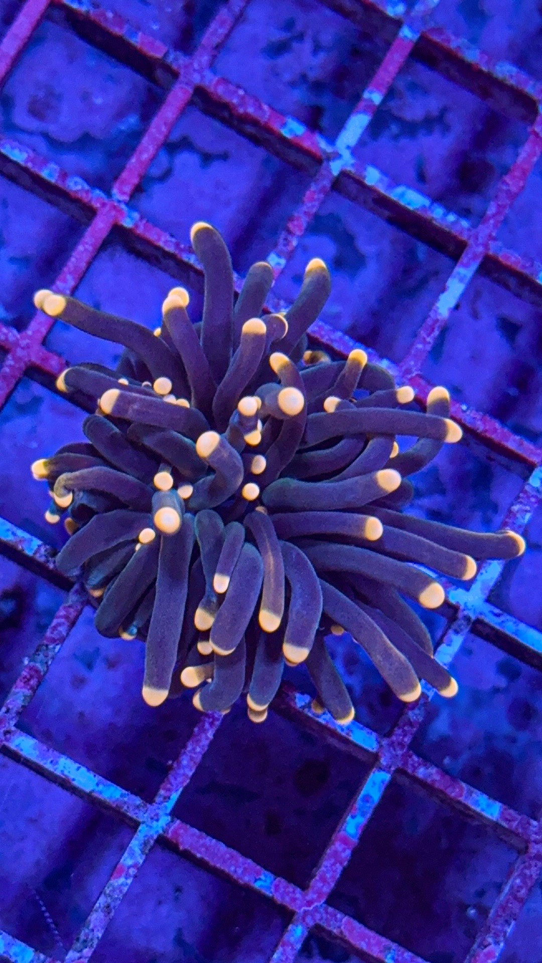 Malaysian Peach Tip Black Torch (WYSIWYG)