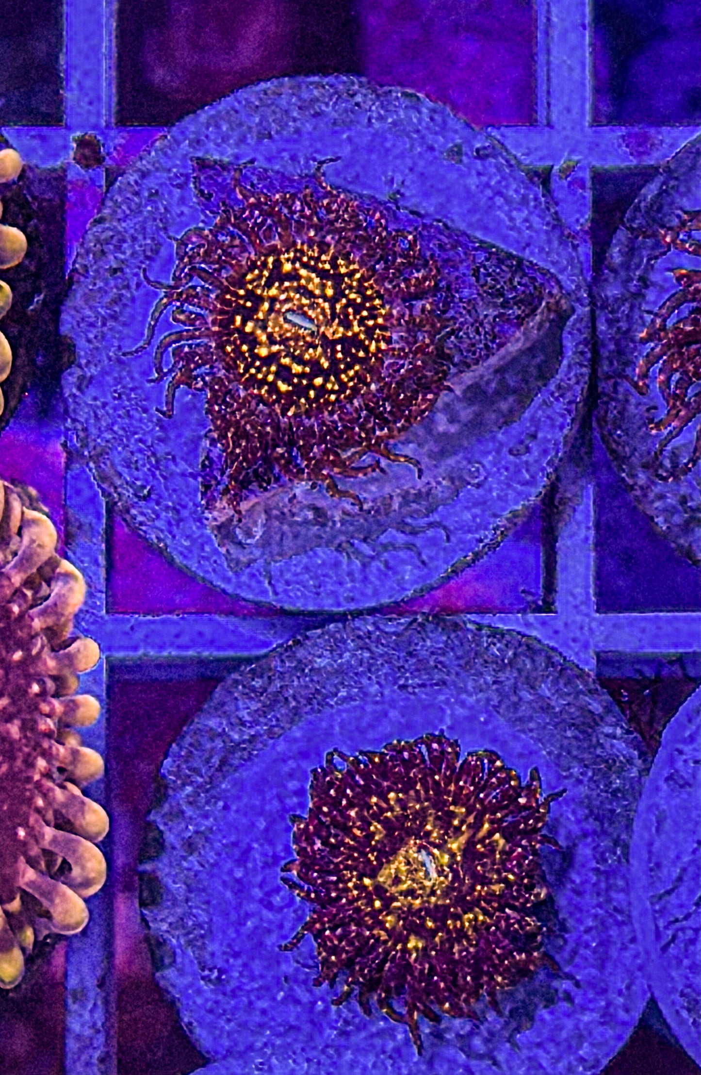 Franky Acid Trip Zoas (WYSIWYG)