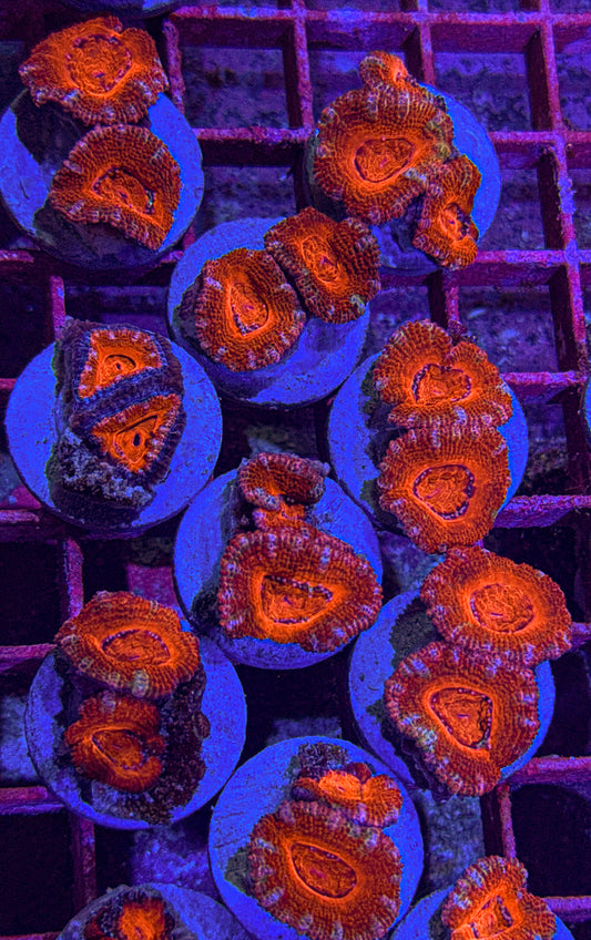Double Acan (WYSIWYG)