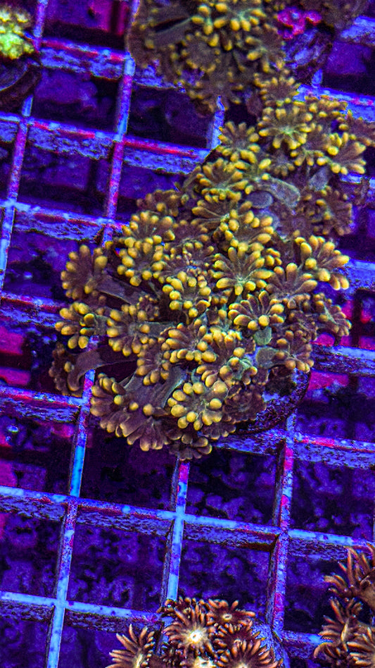 Gold Tip Alveopora (WYSIWYG)