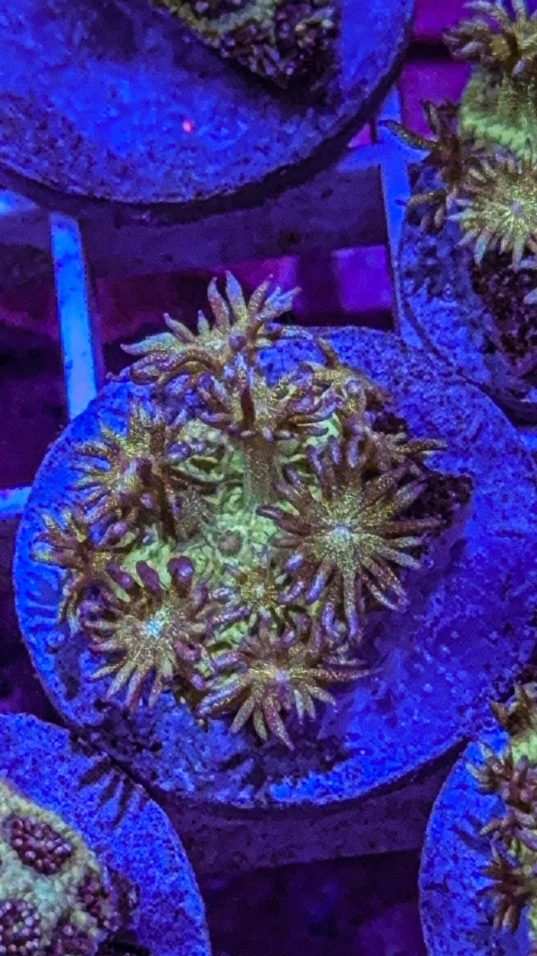 Glitter Goni (WYSIWYG)