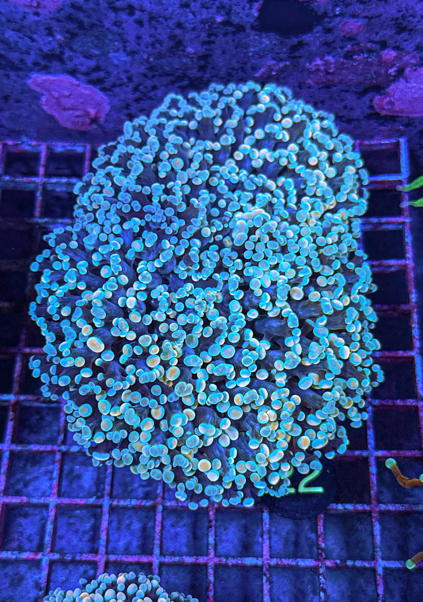 XXL Rainbow Kingspawn (WYSIWYG)