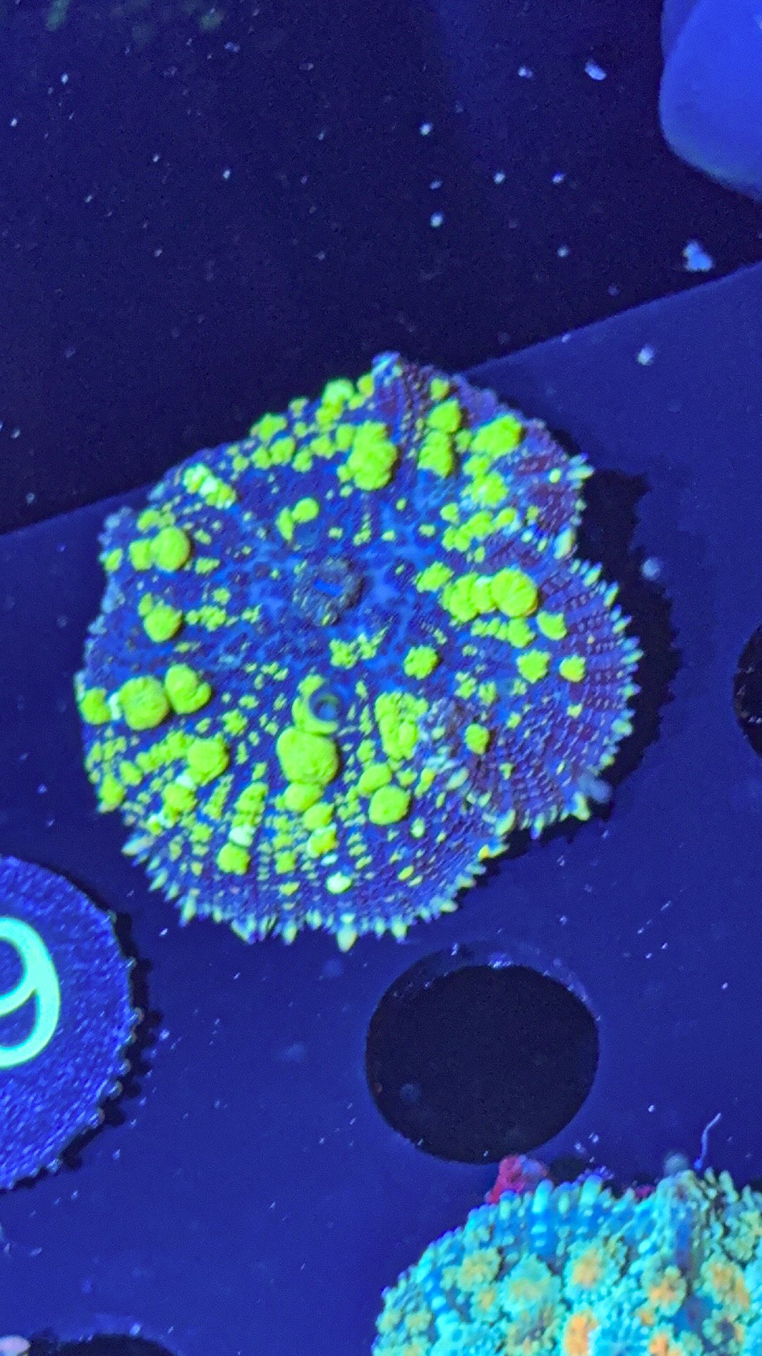 Uranium Bounce Mushroom (WYSIWYG)