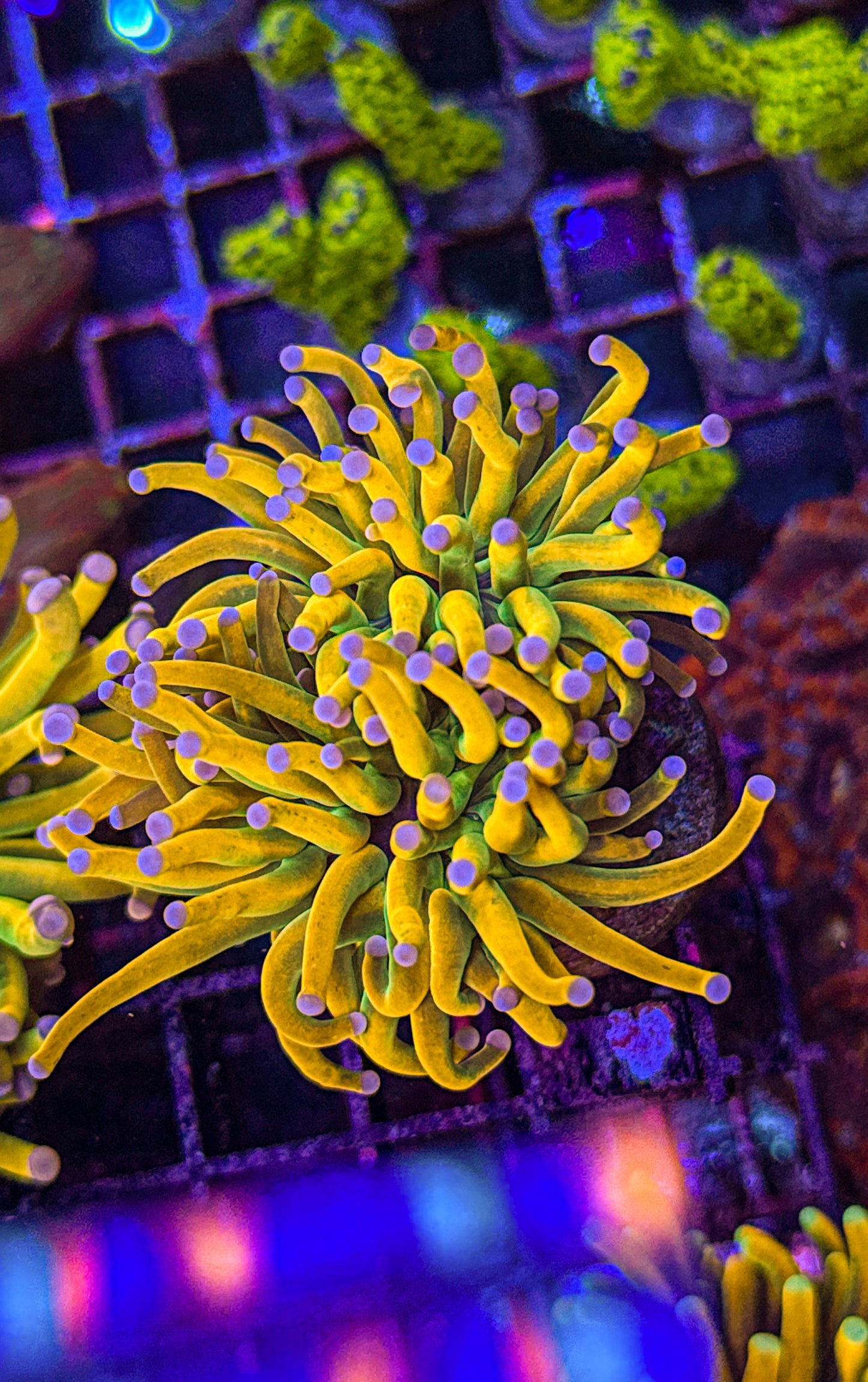 Malaysian Pink Tip Holy Grail Torch (WYSIWYG) “Splitting double head”