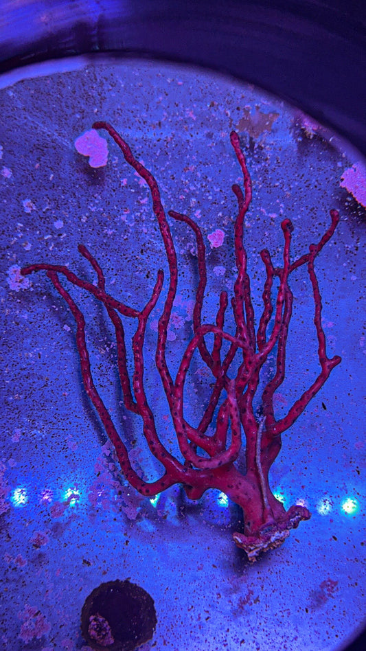 Red Gorgonian (WYSIWYG)