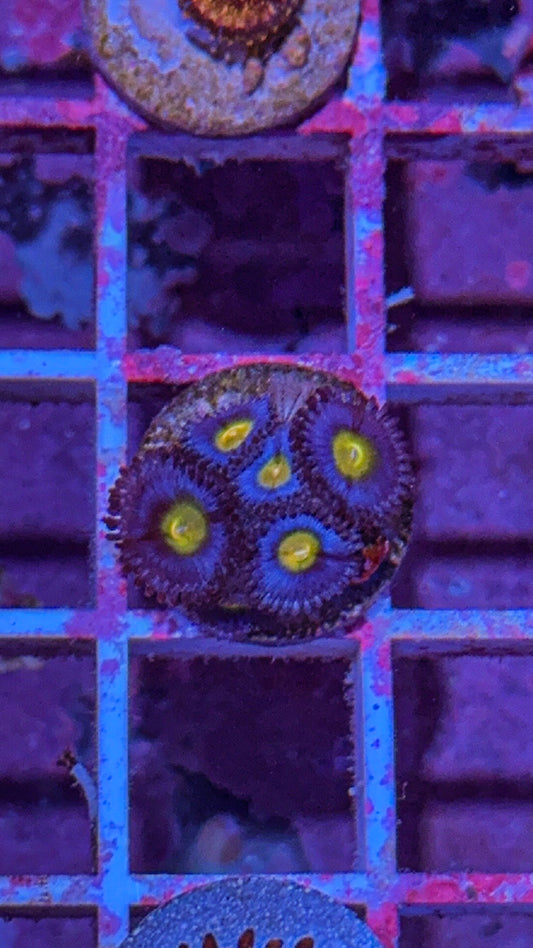 AOI Zoas (WYSIWYG)