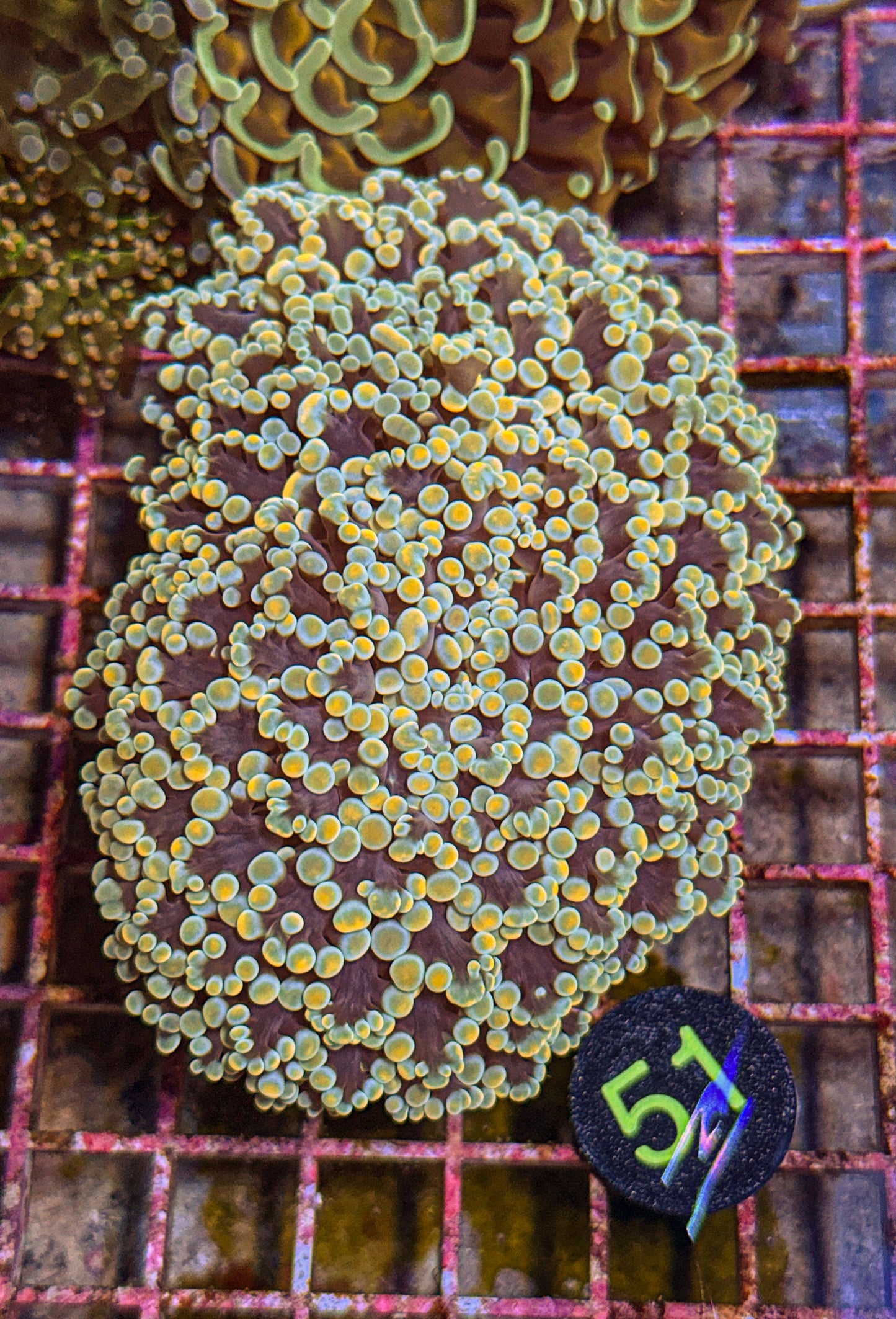 XXL Rainbow Kingspawn (WYSIWYG)