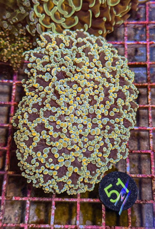 XXL Rainbow Kingspawn (WYSIWYG)