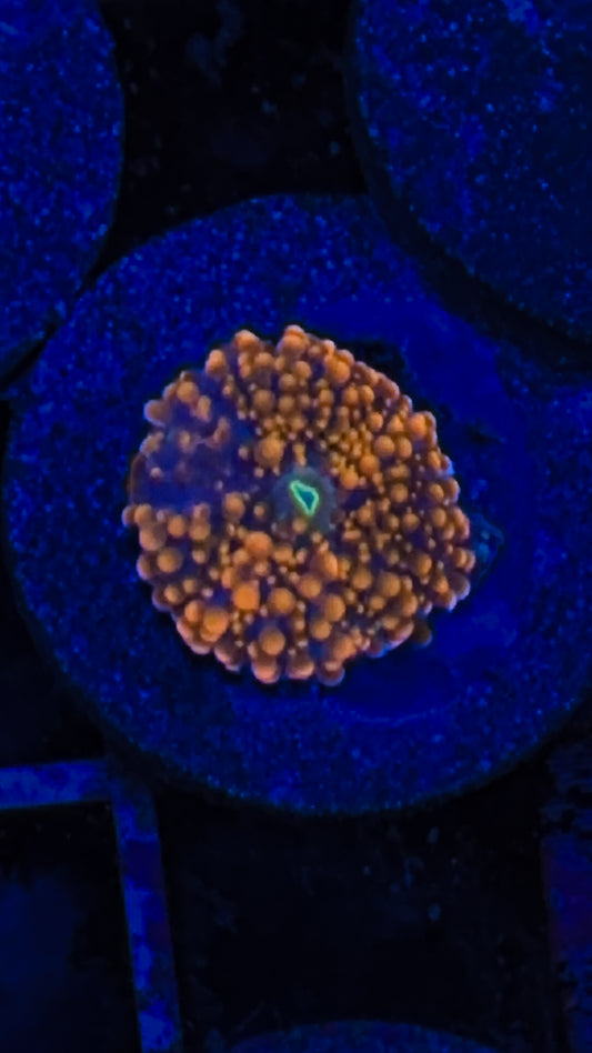 Ricordea Mushroom (WYSIWYG)