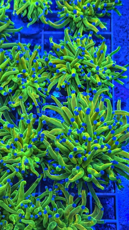 Holy Grail Torch (WYSIWYG)