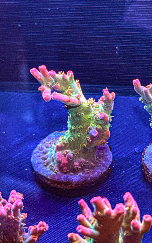 Vivids Confetti Acro (WYSIWYG)