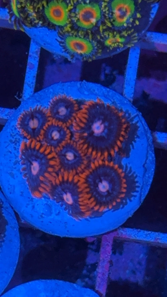 Fire & Ice Zoa (WYSIWYG)