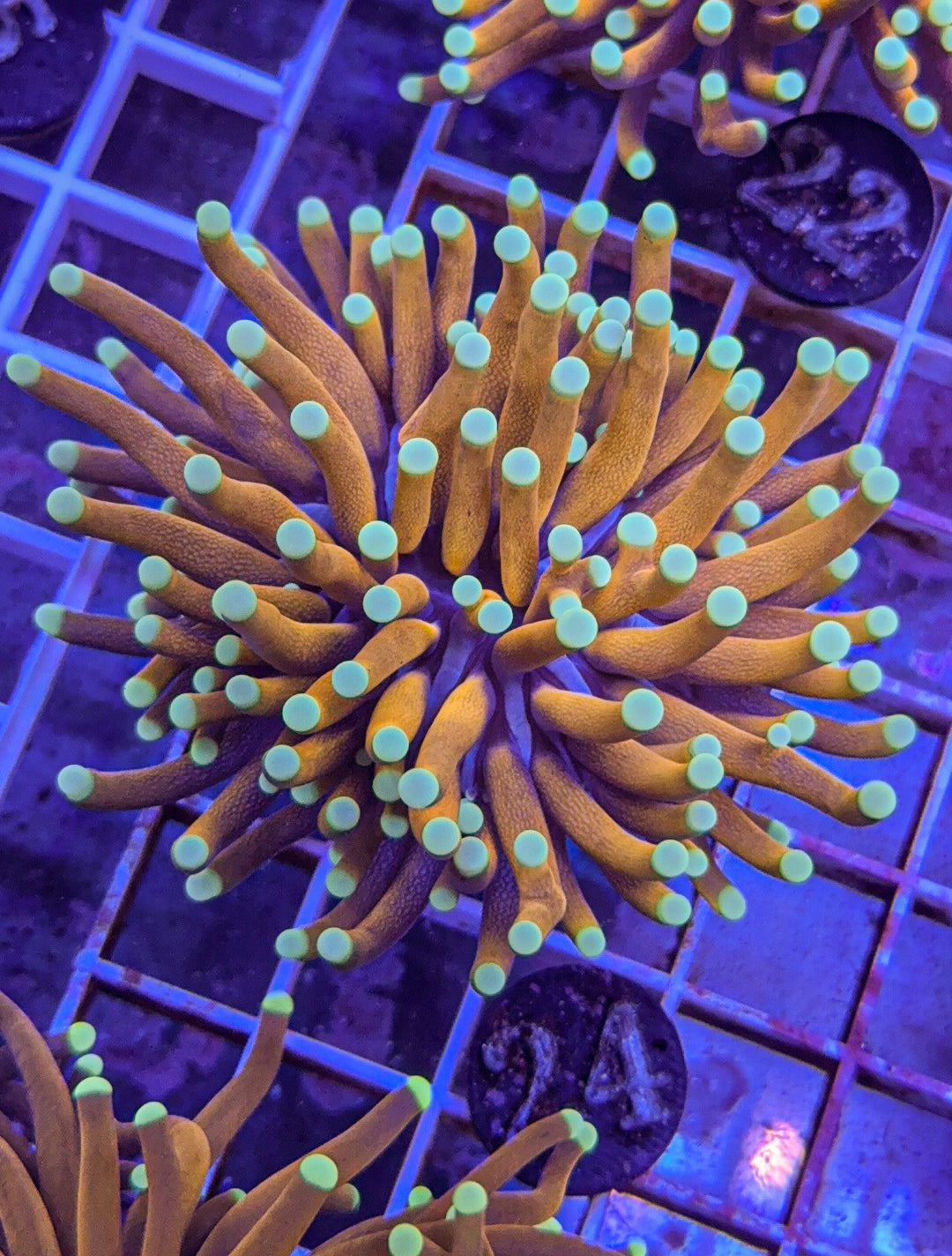 Sun God Torch #24 (WYSIWYG)