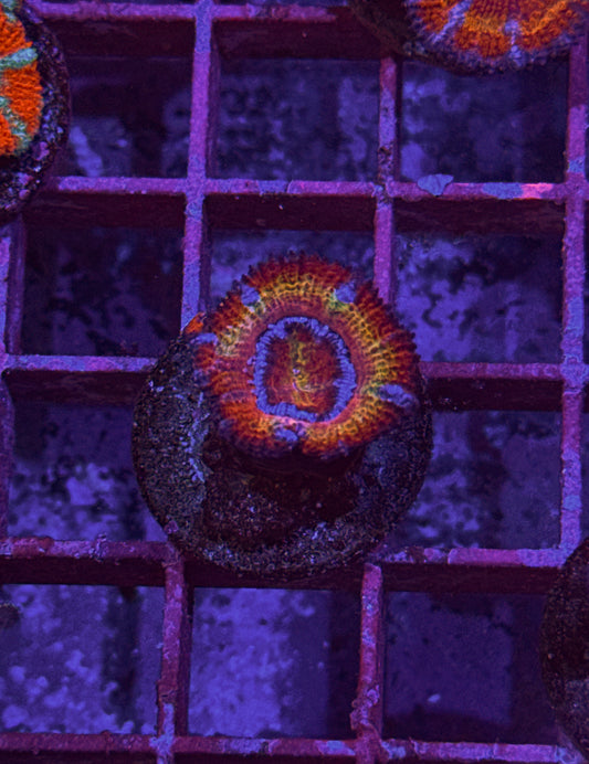 Rainbow Acan (WYSIWYG)
