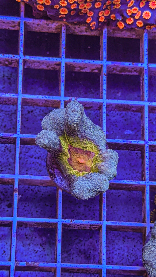 WCC Frost Tip Rainbow Pectinia (WYSIWYG)