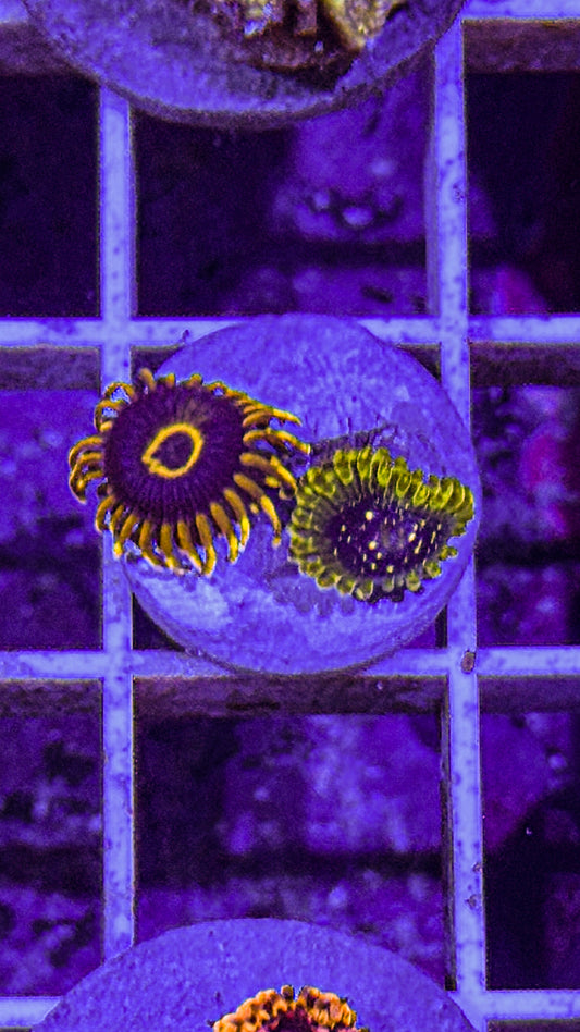 Purple Hornets/Exosphere Zoas (WYSIWYG)