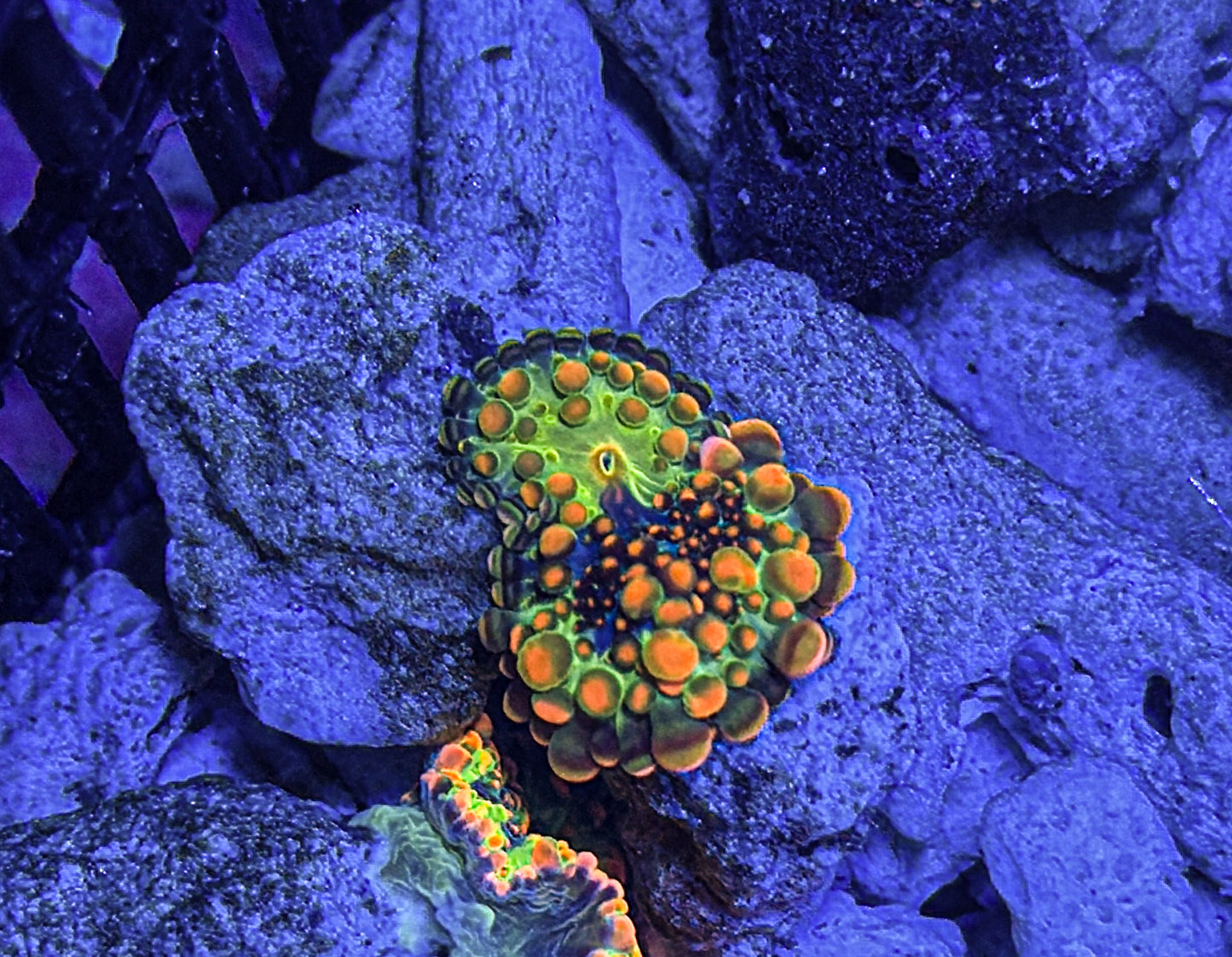 OG Godzilla Yuma (WYSIWYG)