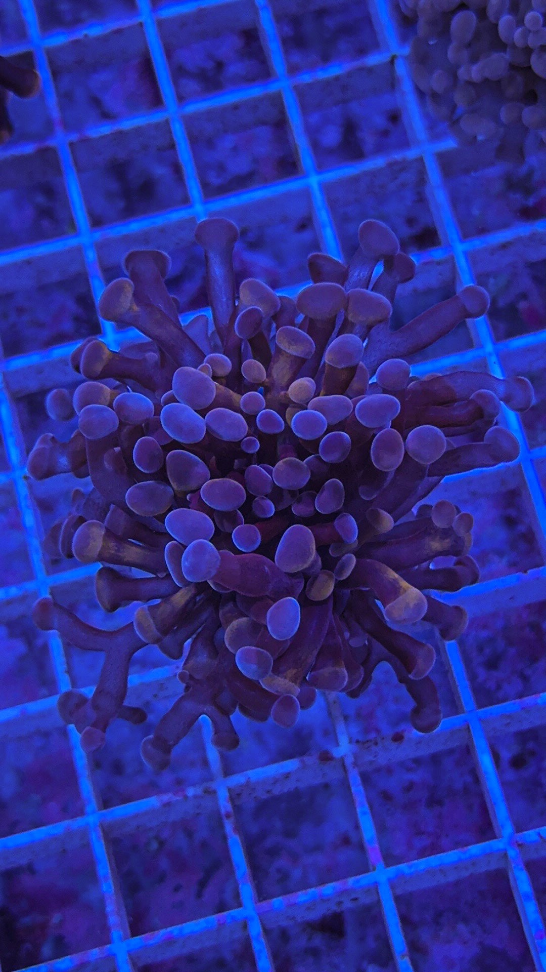 Blue/Pink Hammer (WYSIWYG)