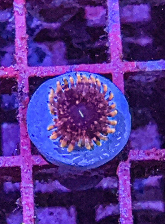 Pink Medallion Zoa (WYSIWYG)