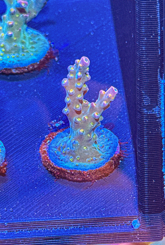 Merlin’s Staff Acro (WYSIWYG)