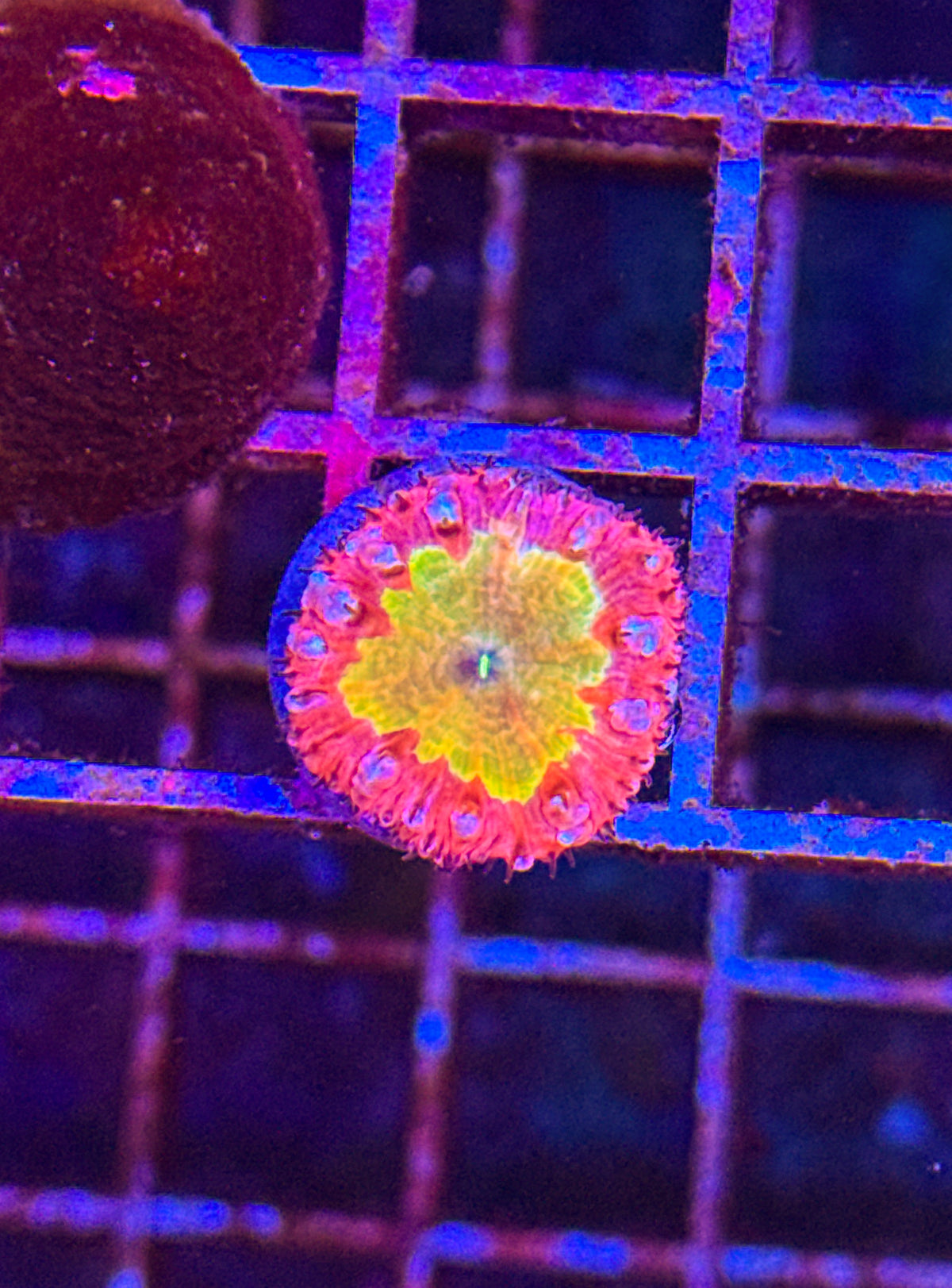 Master Grafted Blasto (WYSIWYG) #4