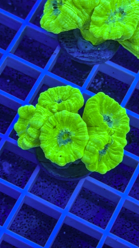 Kryptonite Candy Cane (WYSIWYG)