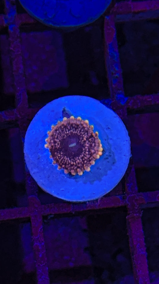 Pink Nebula Zoa (WYSIWYG)