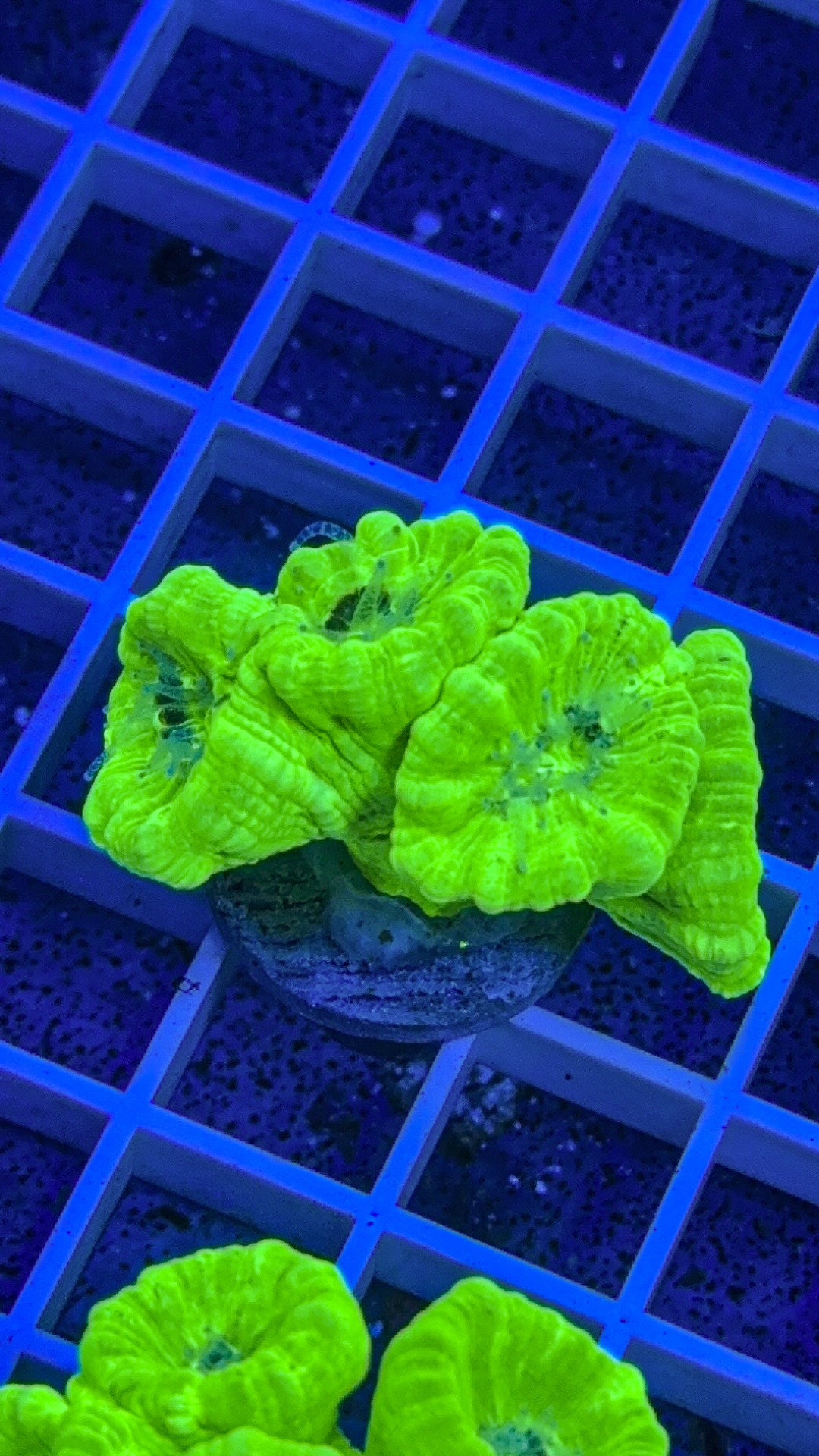 Kryptonite Candy Cane (WYSIWYG)