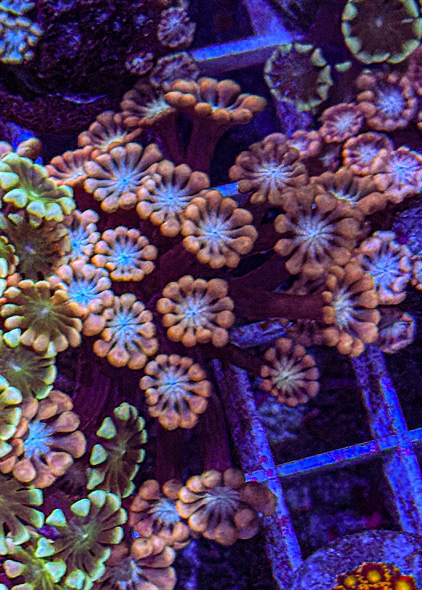 Pink/Blue Alveopora (WYSIWYG)