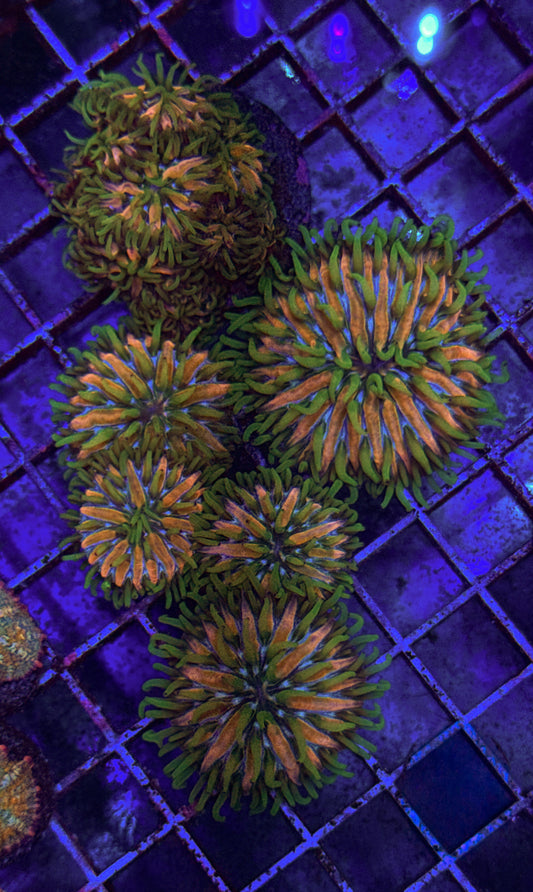 Tank Grown Reproducing Fungia (WYSIWYG)