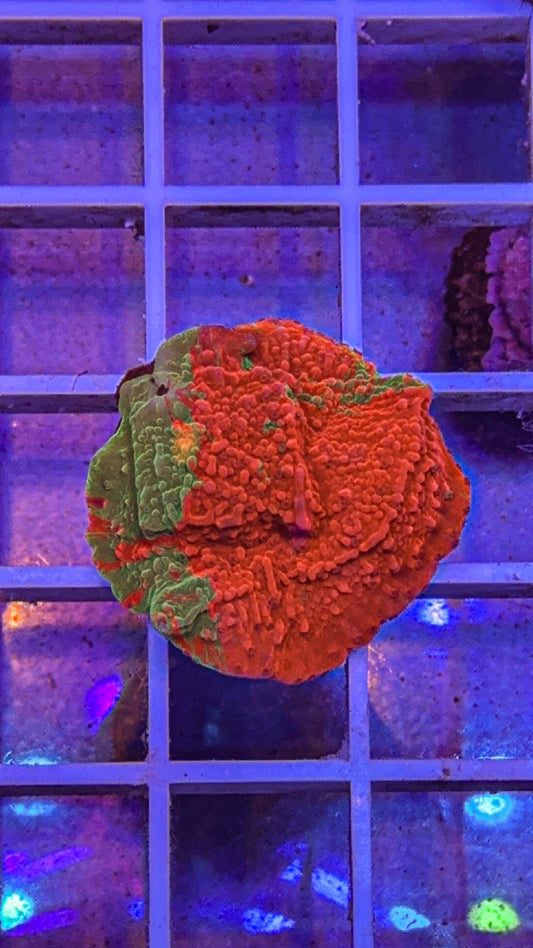 WWC Grafted Monti Cap (WYSIWYG)