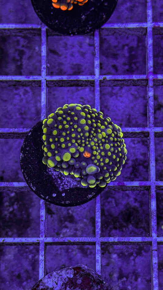 Malaysian Bounce Yuma (WYSIWYG)