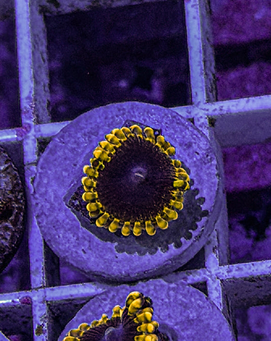 TSA Warp Drive Zoas (WYSIWYG)