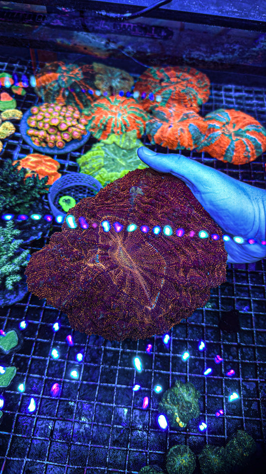 Orange Glitter Acanthophyllia (WYSIWYG)