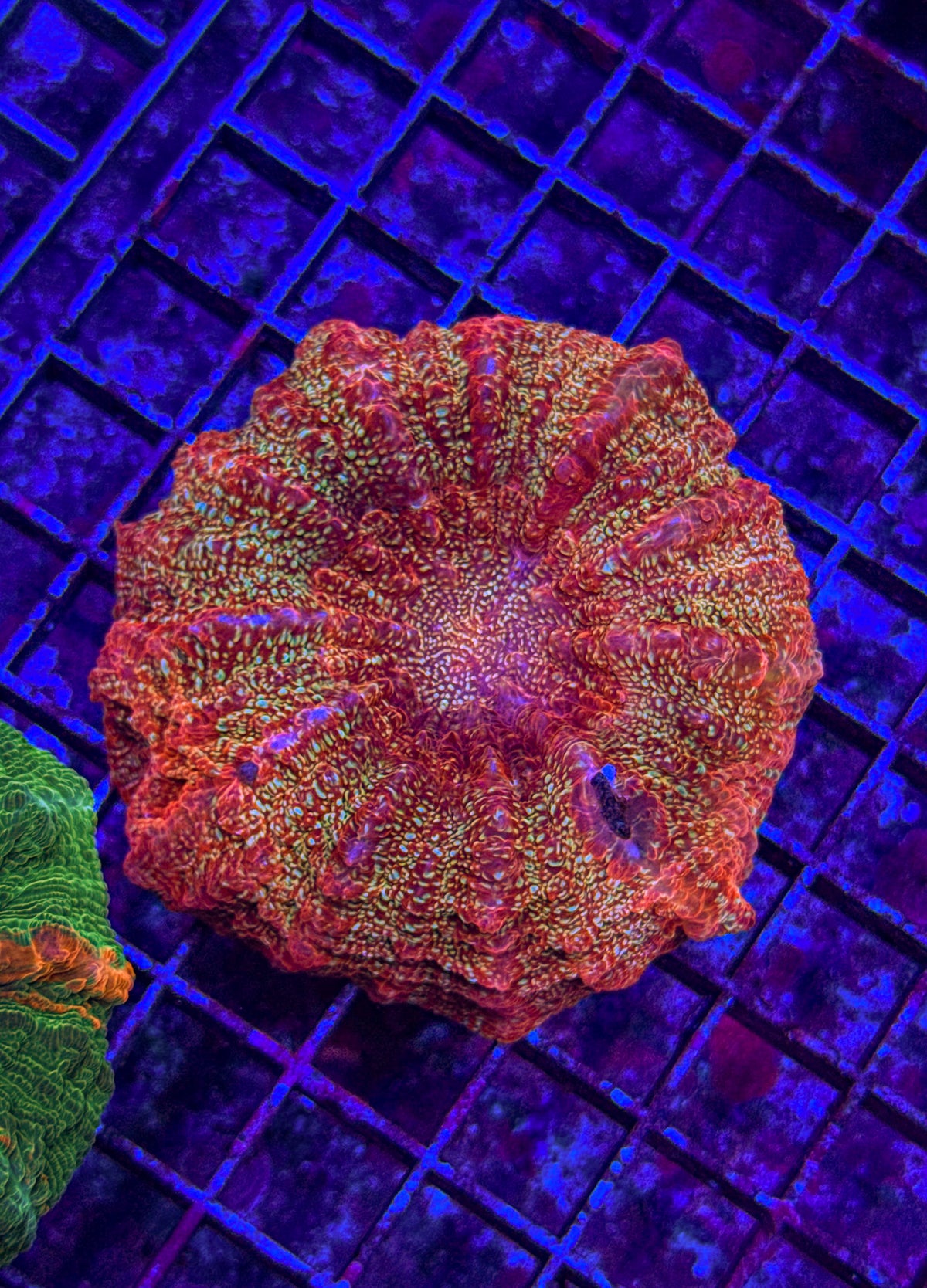 Galaxy Glitter Acanthophyllia (WYSIWYG)