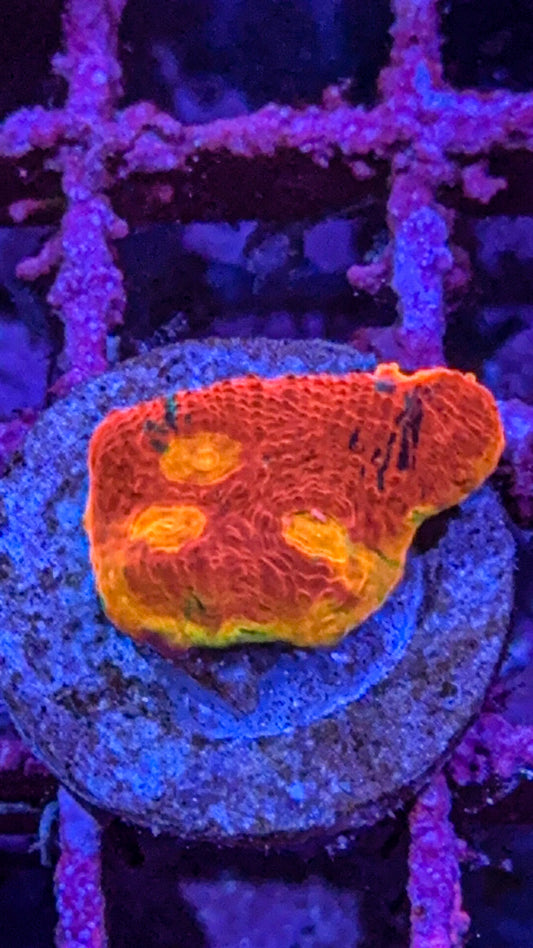 SC Dynamite Chalice (WYSIWYG)