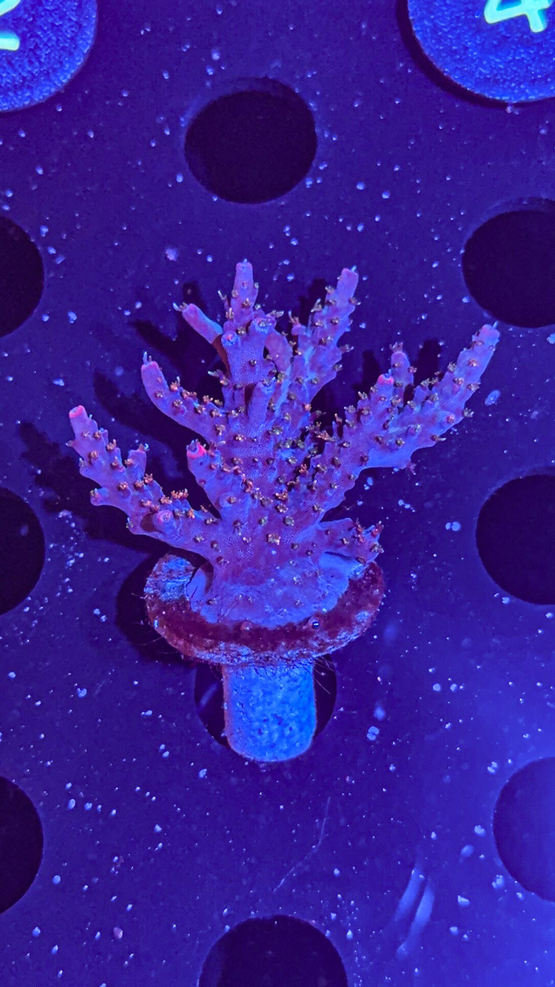 CC Voodoo Magic Acro (WYSIWYG)