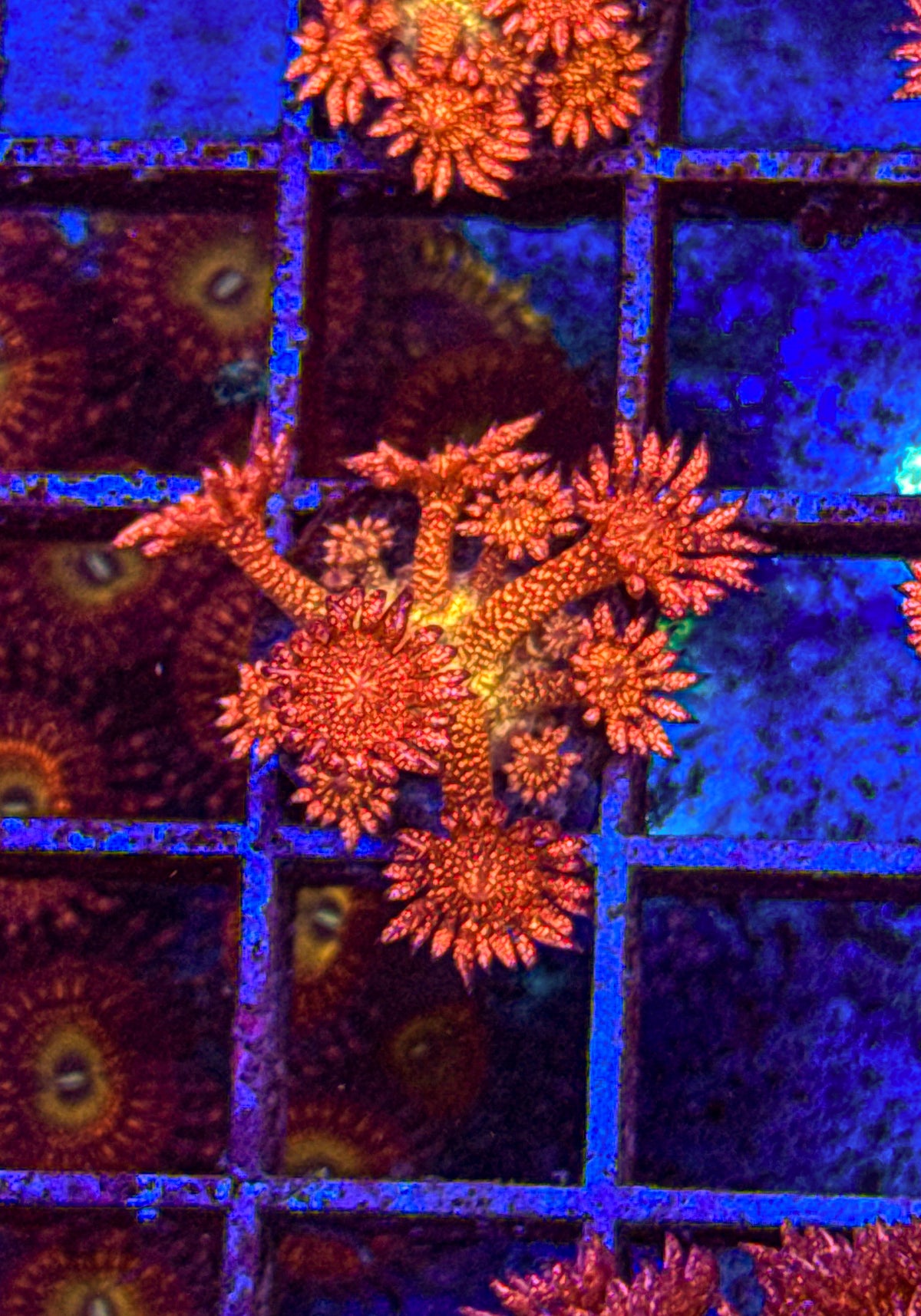 WCC Rainbow Glitter Goni (WYSIWYG)