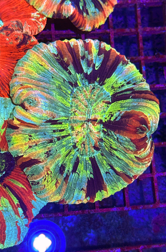 Rainbow Trachy (WYSIWYG)