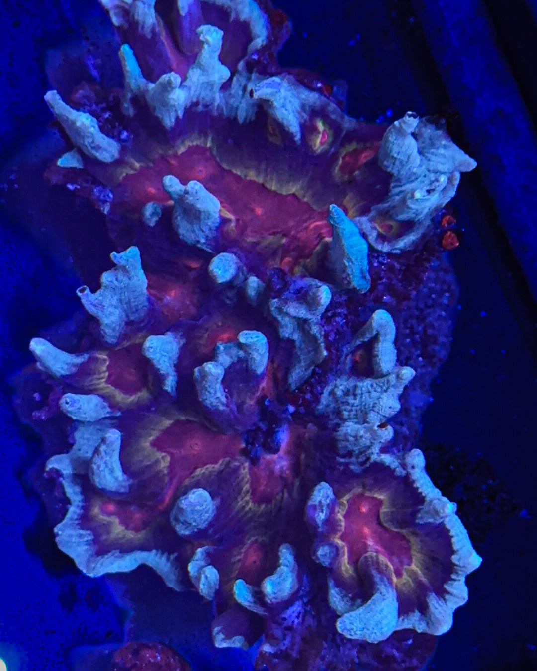 WCC Frost Tip Rainbow Pectinia (WYSIWYG)