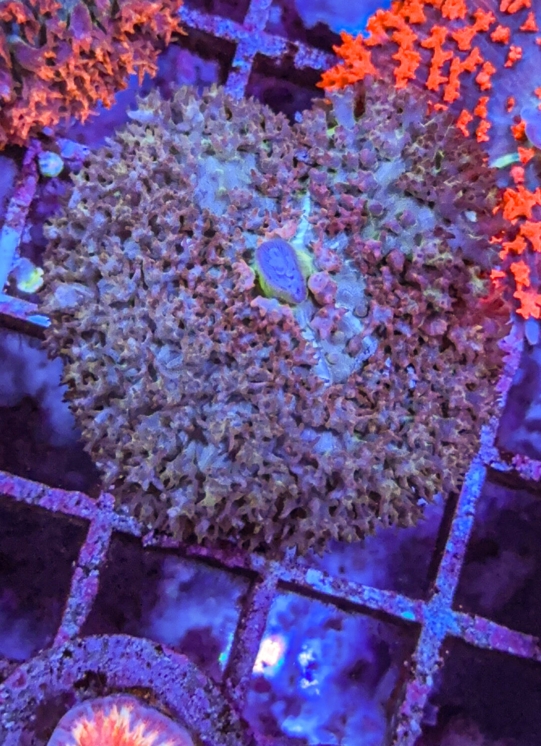 Saint Thomas Mushroom Coral (WYSIWYG)