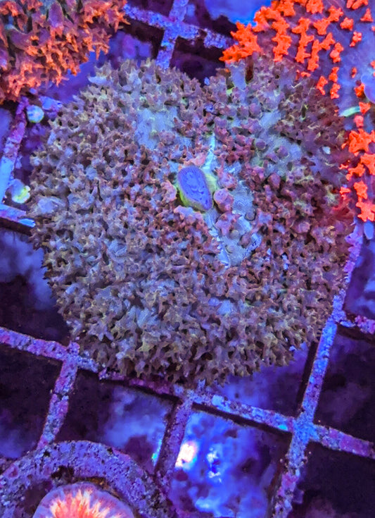 Saint Thomas Mushroom Coral (WYSIWYG)