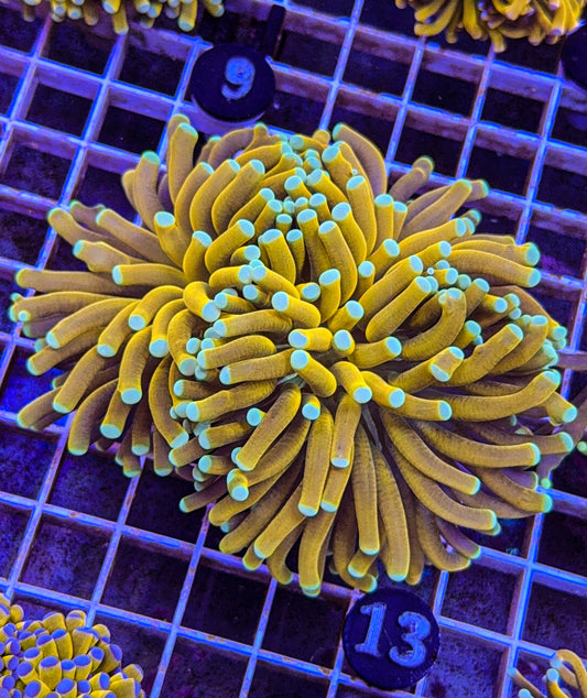 Banana Torch #13 (WYSIWYG)