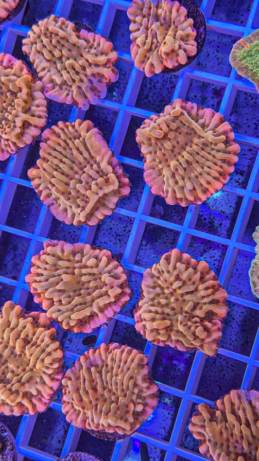 Raising Phoenix Montipora (WYSIWYG)